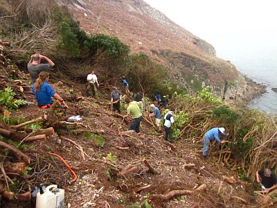 The Lundy Field Society - Conservation work
