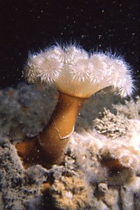 Example of marine life