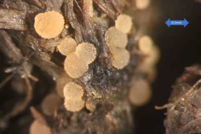 Iodophanus carneus March 2021