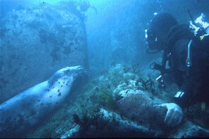 Diver and seal
