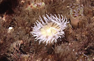 Sea anemone