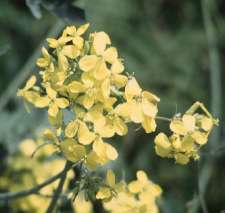Close up of flower