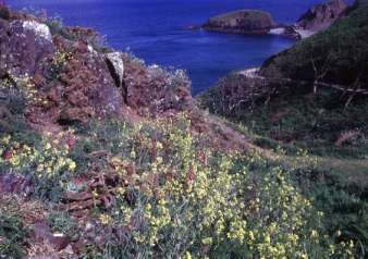 Lundy Cabbages on the clifftop