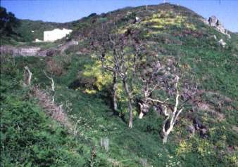 An area of dense Lundy Cabbage growth
