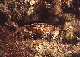 Crab