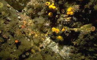 Photo of rare sunset cup 
coral and other species by Keith Hiscock
