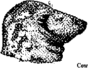 Seal
