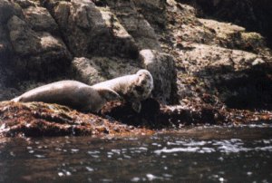 Seal