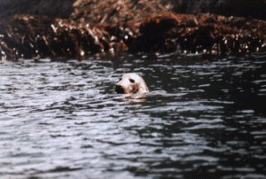 Seal