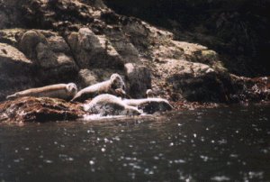 Seal