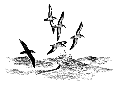 Manx Shearwaters by Mike Langman from The Birds of Lundy