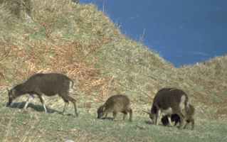 Soay sheep on Lundy